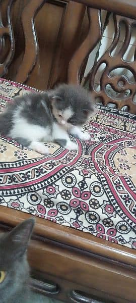 Persian cat Punch face triple code Blue Eyes 1 month 1 month 1 month 7