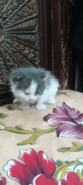 Persian cat Punch face triple code Blue Eyes 1 month 1 month 1 month 8