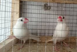love birds and white jawa