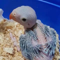 Green parrot chick