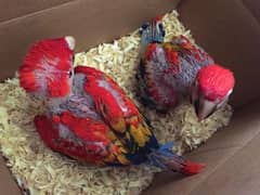 Red macaw parrot available ha Whatsapp please 0331/4489/359
