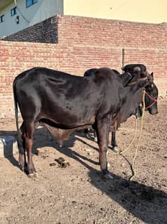 Wehra / Cattle for sale