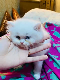 White Persian kittens 0