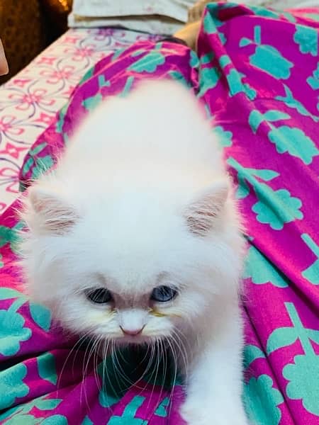 White Persian kittens 1