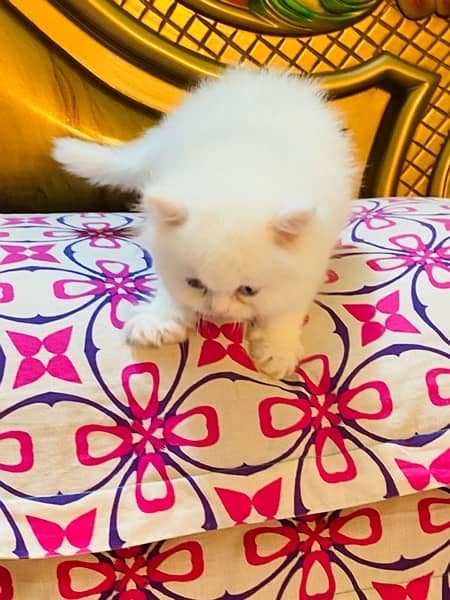 White Persian kittens 2