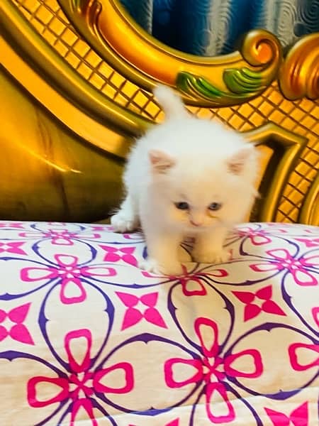White Persian kittens 3