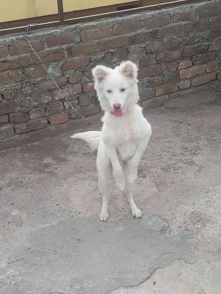 Russians Dog (Age : 5 month) 1