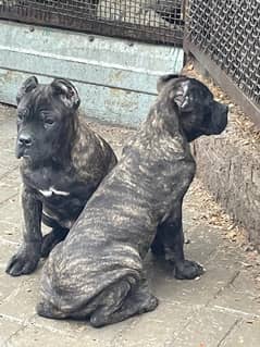 Cane Corso Female Puppy Ready to Import