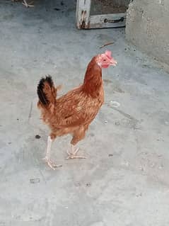 2 Egg laying misri hens for sale