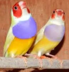 lotino and common gouldian finch pair