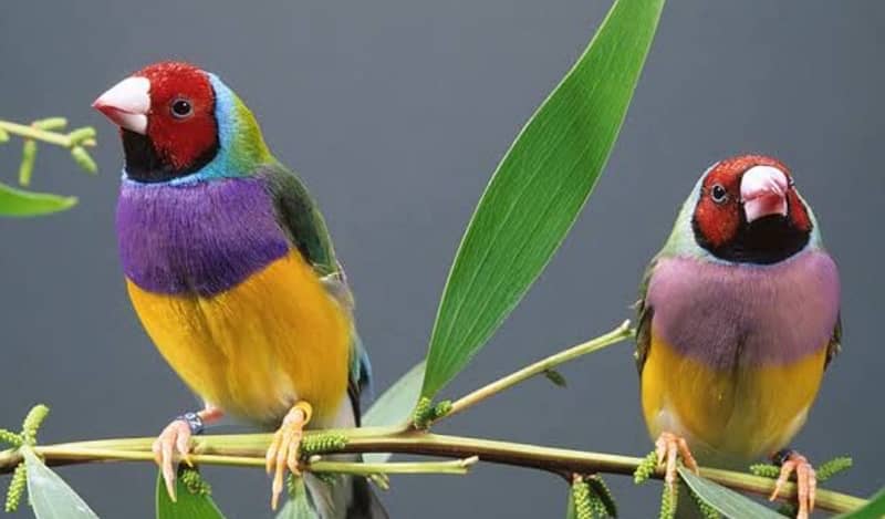 lotino and common gouldian finch pair 1