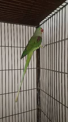Raw parrot For Sale 0