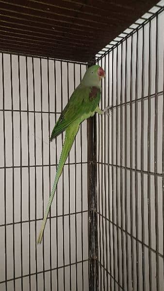 Raw parrot For Sale 0