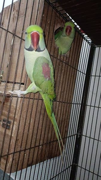 Raw parrot For Sale 1