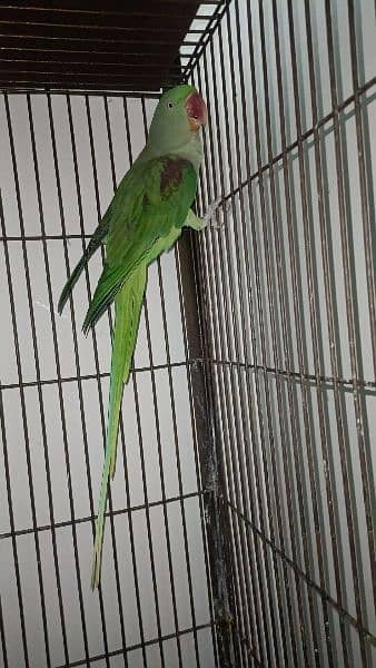 Raw parrot For Sale 2