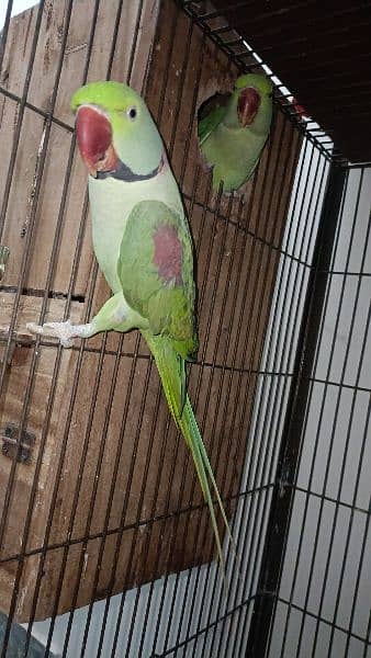 Raw parrot For Sale 3