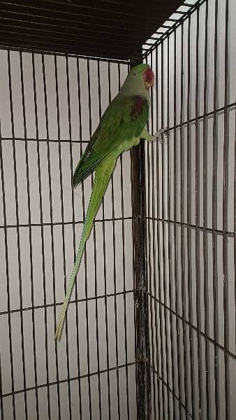 Raw parrot For Sale 4