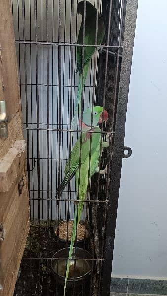 Raw parrot For Sale 5