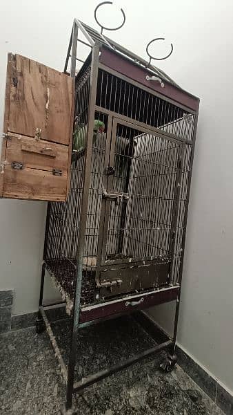 Raw parrot For Sale 9