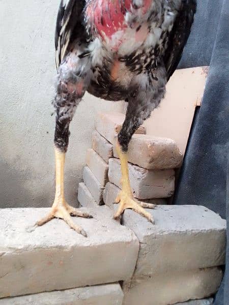 homebreed aseel patha for sale contact on WhatsApp 03085263392 2