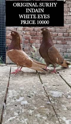 ZAKH , TADDY, INDAIN SURHY, GOLDEN WESHI PAIR FOR SALE 0