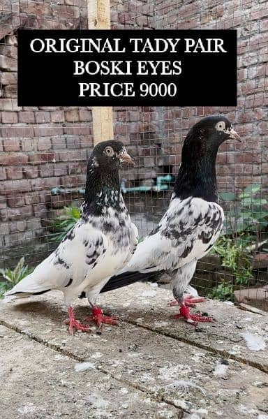 ZAKH , TADDY, INDAIN SURHY, GOLDEN WESHI PAIR FOR SALE 3
