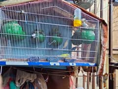 Australian budgies  argent sale with cage 0