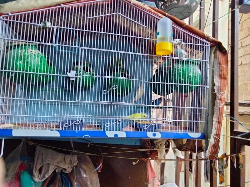 Australian budgies  argent sale with cage 0