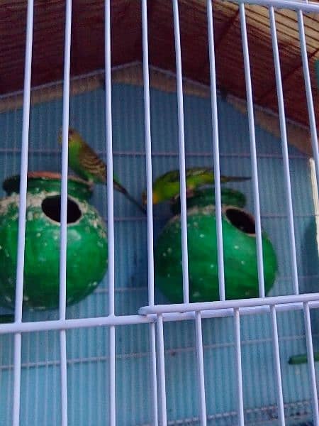 Australian budgies  argent sale with cage 1