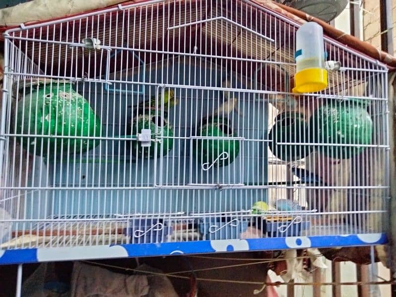 Australian budgies  argent sale with cage 2