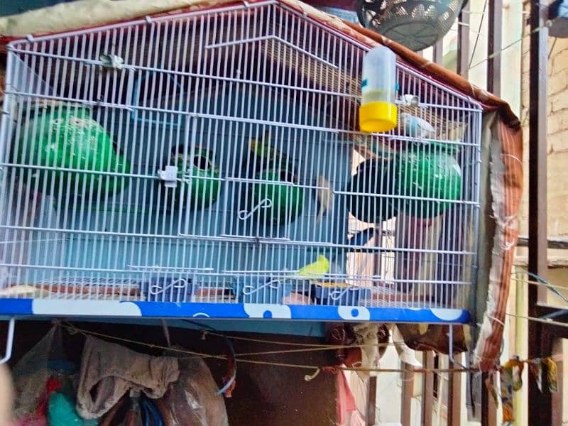 Australian budgies  argent sale with cage 3