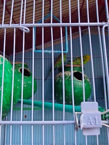 Australian budgies  argent sale with cage 4