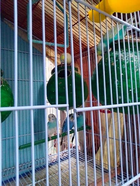 Australian budgies  argent sale with cage 5