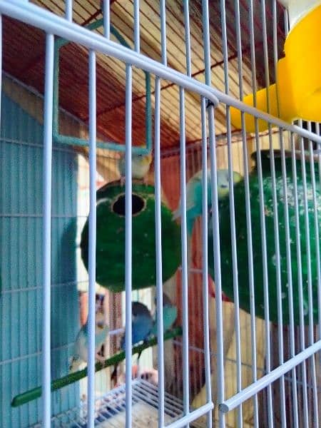 Australian budgies  argent sale with cage 6