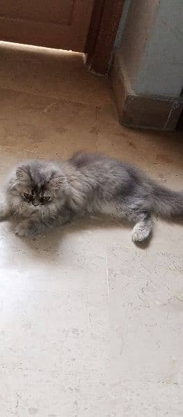 cute Persian cat  sale 1