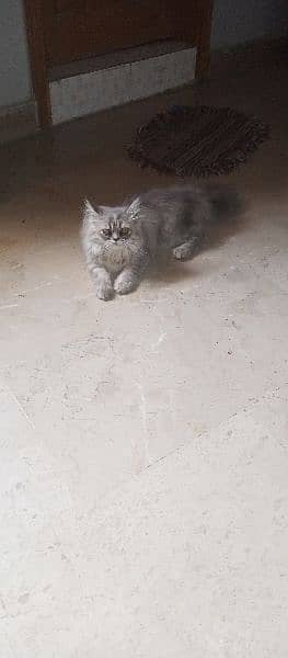cute Persian cat  sale 3