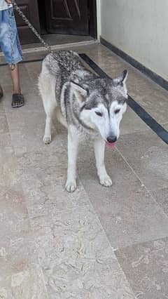 Husky female available03336496812 call us or what'sapp 0
