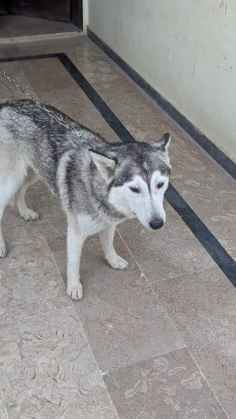 Husky female available03336496812 call us or what'sapp 1