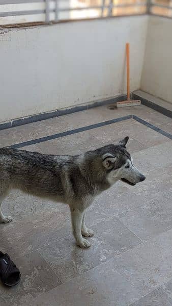 Husky female available03336496812 call us or what'sapp 3