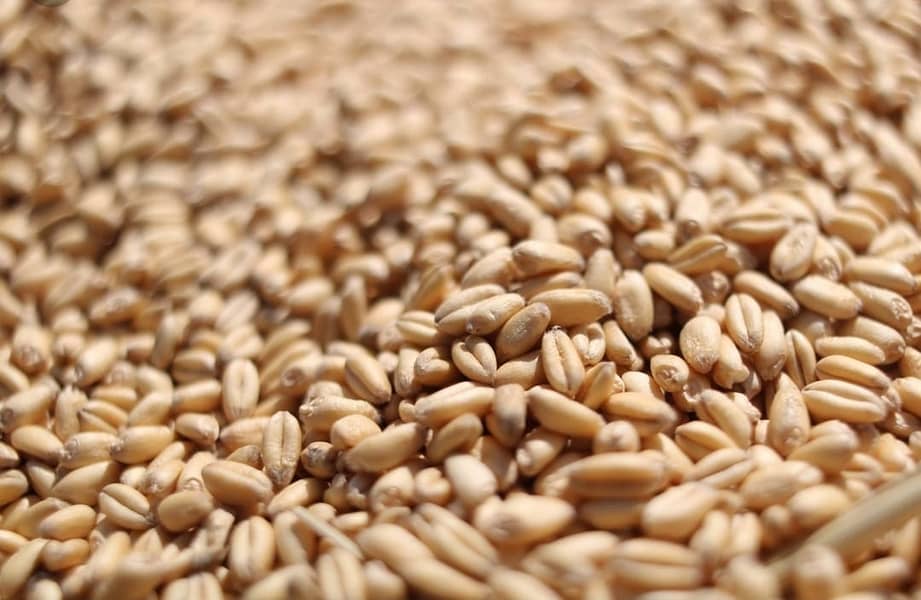 New gandum. Wheat. 0