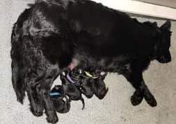 black shepherd puppies available