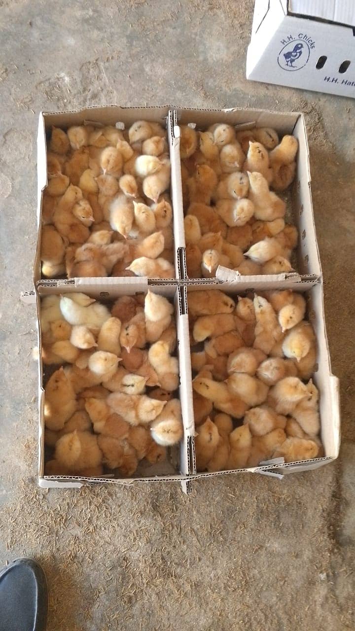 Chicken Chicks 4