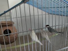 java breeder pair with one chick and blue pied dove 0