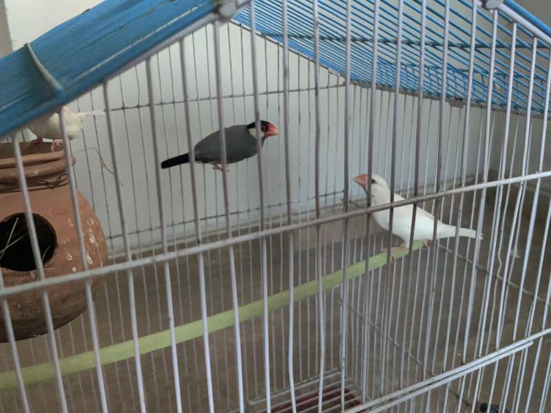java breeder pair with one chick and blue pied dove 1