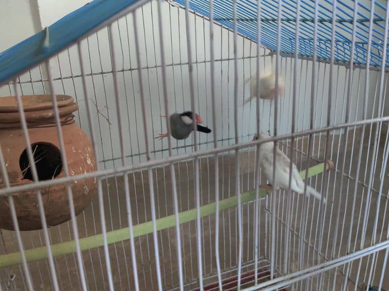 java breeder pair with one chick and blue pied dove 3