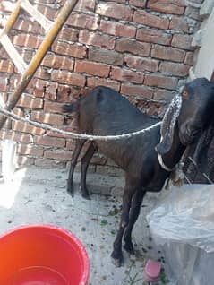 Bakri with kids for sale