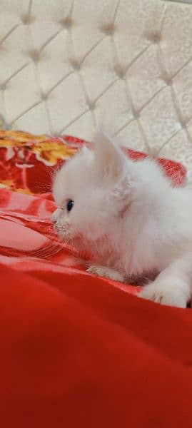 persian kitten cat 0