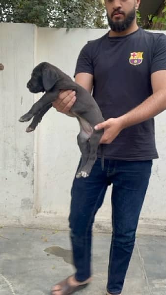 Pedigreed Great Dane Puppies from Imported Parents up for sale! 3