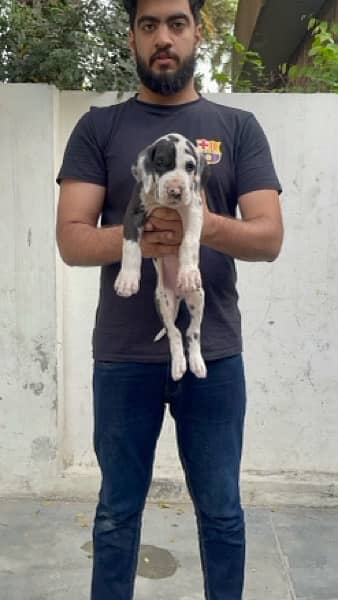 Pedigreed Great Dane Puppies from Imported Parents up for sale! 4