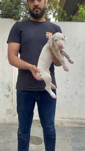 Pedigreed Great Dane Puppies from Imported Parents up for sale! 6